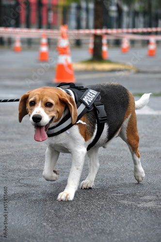 Beagle