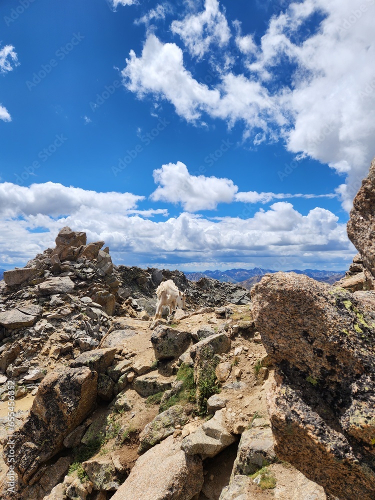 Mountain goat near the summit of Mount Massive, Colorado