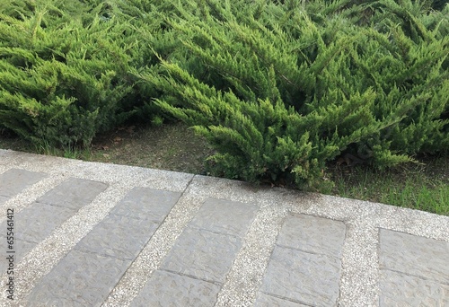 Creeping horizontal shrub plants planted in a row along sidewalk in summer garden park. Landscaping photo