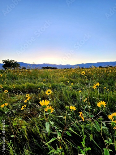 Sunflowers in a field at sunrise, Big Pine, California photo