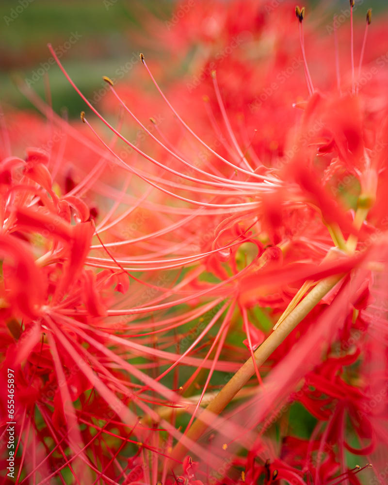 茨城県常陸太田市　曼殊沙華咲き誇る源氏川の朝