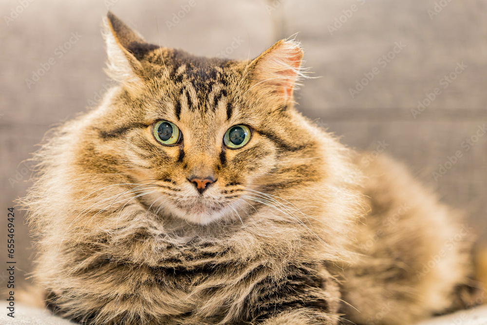 Close up shot of cute Maine Coon Mix