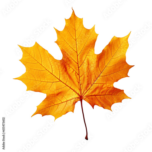 Wallpaper Mural autumn maple leaf Torontodigital.ca