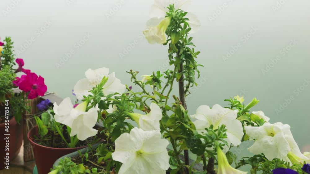Balcony boxs with pink, purple and white petunia flowers against the background of morning fog and green forest. Balcony boxs with pink, purple and white petunia flowers against the background of morning fog and green forest.