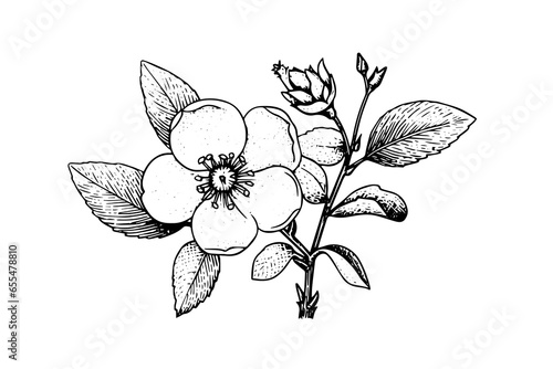 Rosa canina flower hand drawn ink sketch. Engraving style vector illustration