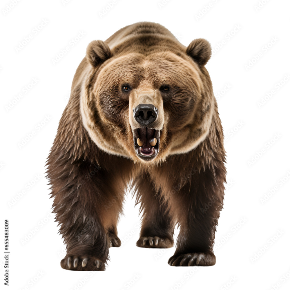 Fototapeta premium Fearsome Brown Grizzly Bear Isolated on Transparent or White Background, PNG