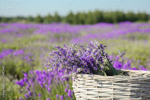 Wicker bag with beautiful lavender flowers in field  space for text