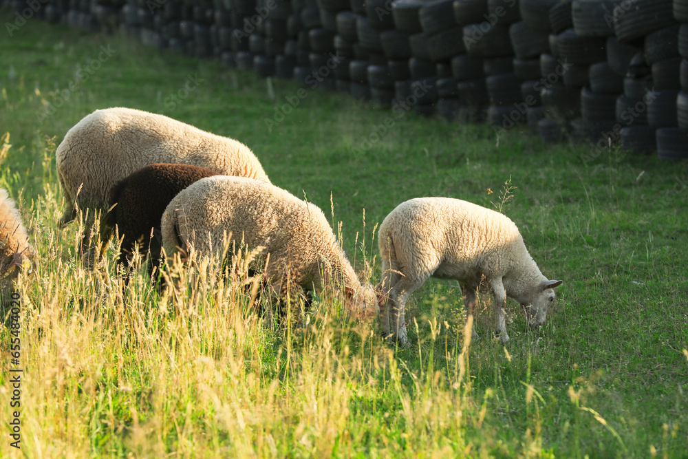Many beautiful sheep and lambs grazing on pasture. Farm animal Many beautiful sheep and lambs grazing on pasture. Farm animal