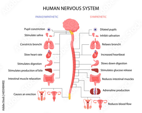 Sympathetic parasympathetic vector concept