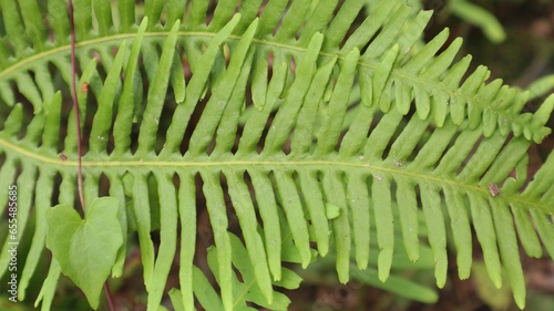 Gleichenia dicarpa which grows abundantly in oil palm plantation areas photo