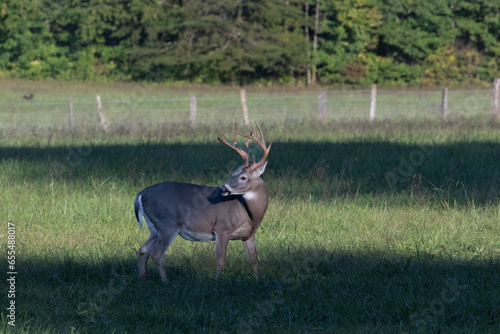 8-point buck in meadow of cades cove grazing with fall colors just barely starting in the background.