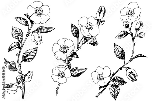 Rosa canina flower hand drawn ink sketch. Engraving style vector illustration photo