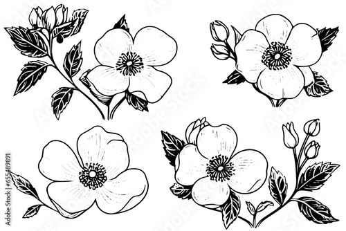 Rosa canina flower hand drawn ink sketch. Engraving style vector illustration