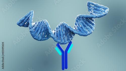 Anti-double stranded DNA (Anti-dsDNA) antibodies are a group of anti-nuclear antibodies (ANA) the target antigen of which is double stranded DNA 3d rendering photo