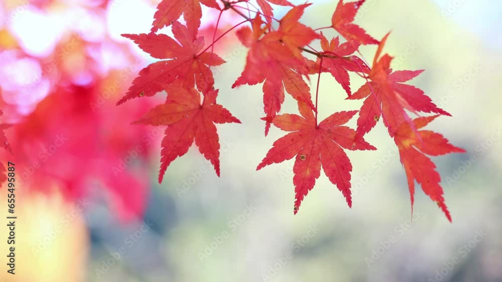 風に揺れる色鮮やかなカエデの紅葉のクローズアップ