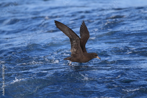 The flesh-footed shearwater  Ardenna carneipes  formerly Puffinus carneipes  is a medium-sized shearwater. This photo was taken in Australia.
