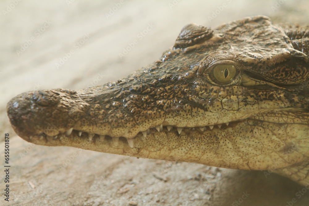 Obraz premium close up of crocodile head