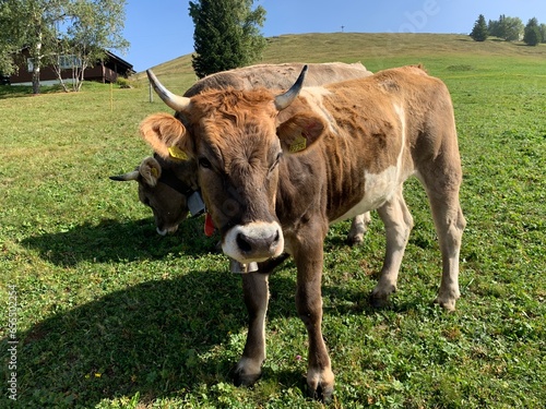 Kuh / Rind auf der Alp photo