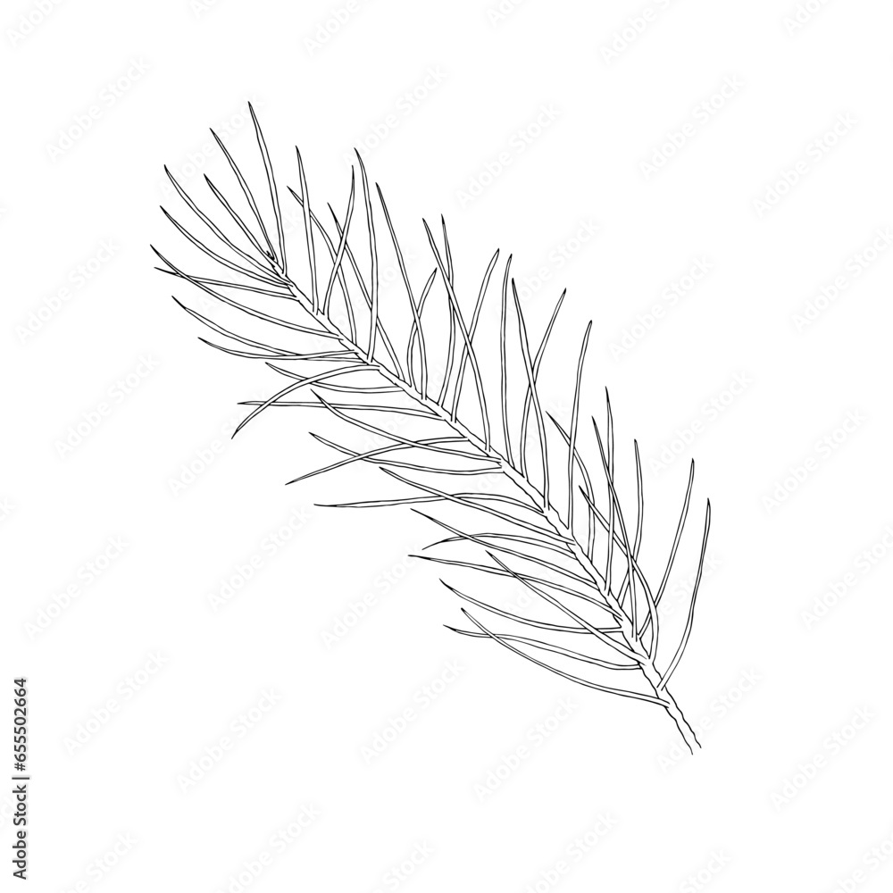 Hand drawn pine branch. Vector illustration. Line drawing. For coloring, advertising, packaging, invitations, business cards, postcards, printing Hand drawn pine branch. Vector illustration. Line drawing. For coloring, advertising, packaging, invitations, business cards, postcards, printing