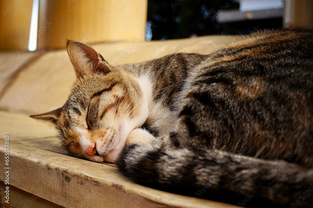 A striped cat sleeping soundly and peacefully