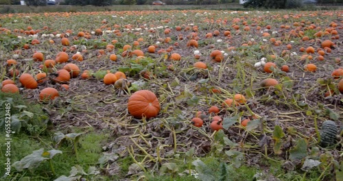 wide panning shot left to right of pumpkins growing in a farmers field photo