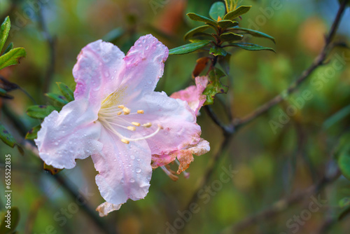 Wildflower Mountain name Flower of Rhododendron at Doi Inthanon in north of Thailand