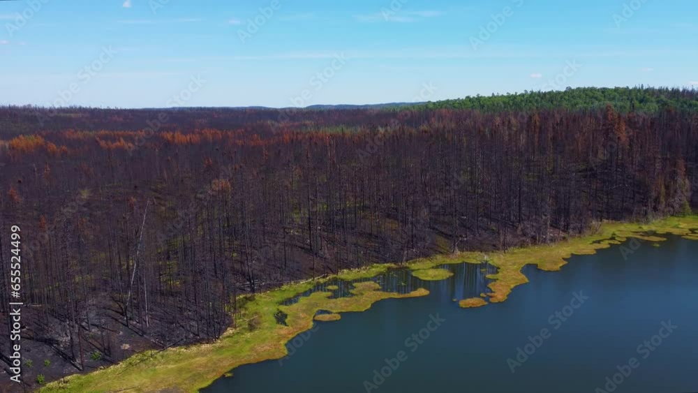 Remnant trees of forest fire reaching lake edge, Lebel-Sur-Quévillon, Québec, Canada Remnant trees of forest fire reaching lake edge, Lebel-Sur-Quévillon, Québec, Canada