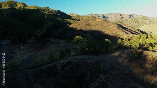 Legendary Cassandra pine tree in Las Ninas lake valley, Gran Canaria. photo
