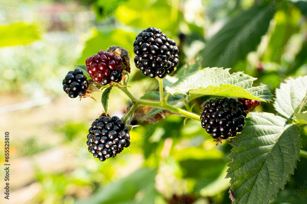 Black blackberries growing close-up on a blurred background Black blackberries growing close-up on a blurred background
