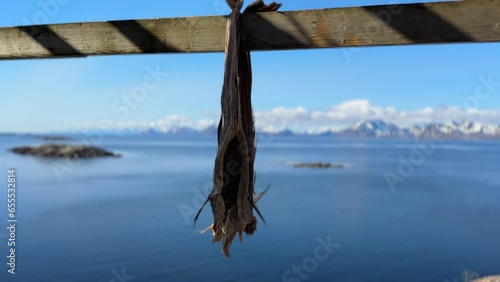 Pair of dryish hanging in the wind to dry on Lofoten Islands in Henningsvaer photo