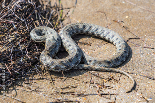 Beautiful water snake in natural habitat