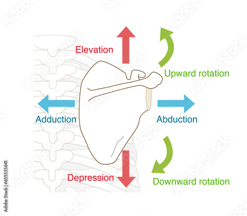 Scapular movement and direction