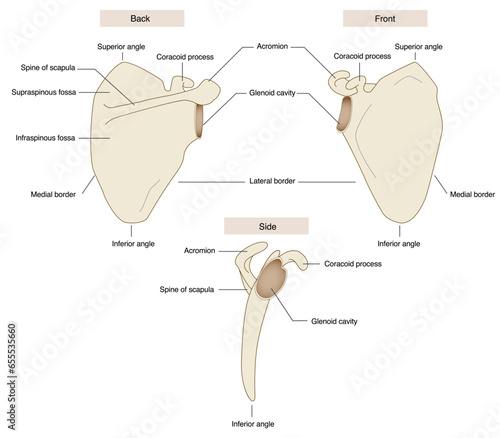 Anatomical names of the scapula Back and front, side view