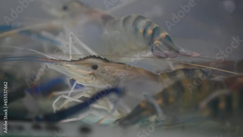 The footage of Fresh giant shrimps for Cooking and Sale in the fresh street food market. Giant Freshwater River Prawn in Seafood Restaurant.