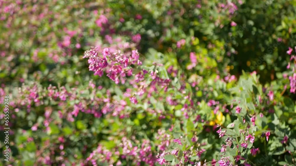 close up selective focusing view to pink flower with windy blowing under summer sunny sunshine day close up selective focusing view to pink flower with windy blowing under summer sunny sunshine day