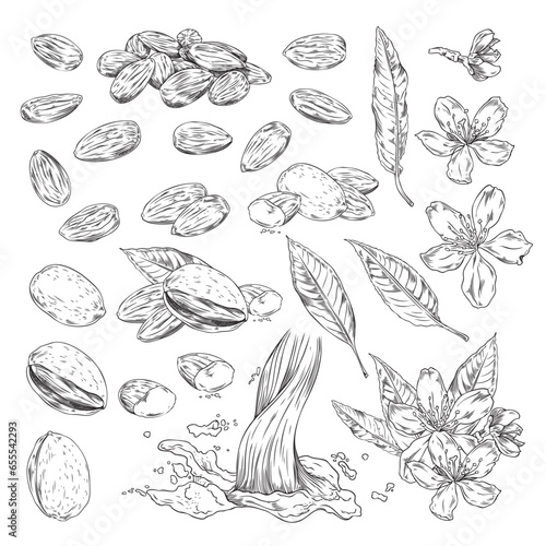Almond nuts and flowers, monochrome sketch, hand drawn vector illustration isolated on white background.