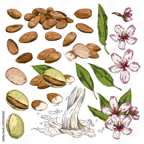 Set of hand drawn colorful almond nuts, leaves and flowers sketch style