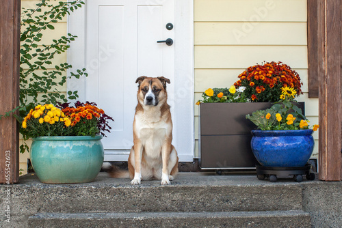 A St. Bernard Husky dog sits on the front door step of a house. Fall flowers decorate the porch.