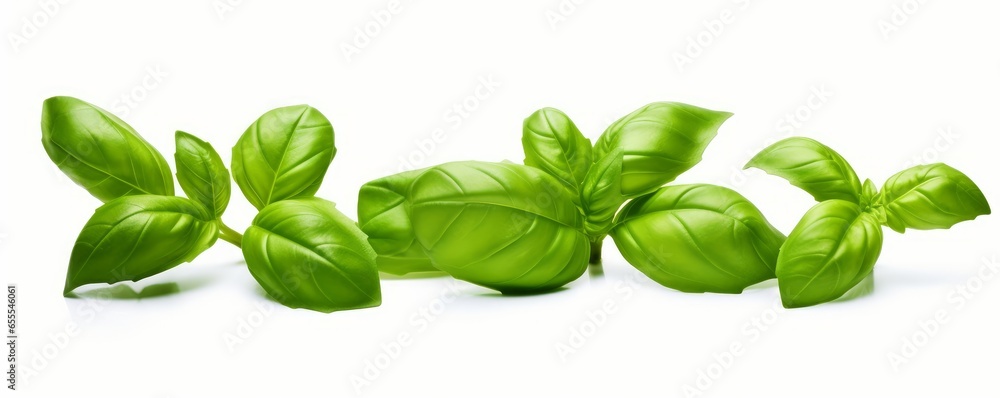 Fresh green basil leaves grown in a herb garden isolated against a white background, Generative AI Fresh green basil leaves grown in a herb garden isolated against a white background, Generative AI