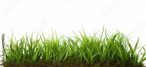Fresh long green grass isolated against a flat background, Generative AI