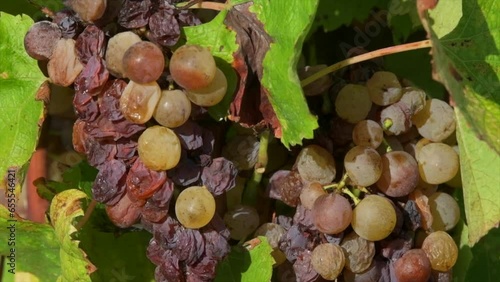 Vineyard grape with noble rot close-up, Sauternes, Gironde, France, High quality 4k footage photo