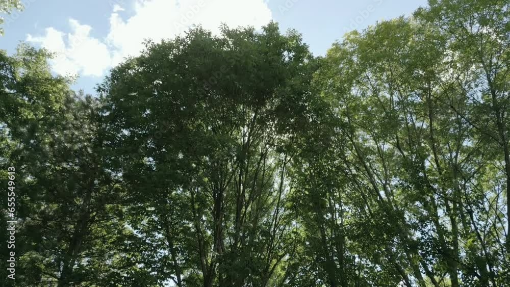 Camera looks up and moves slowly under trees. leaves against blue sky. summer day 