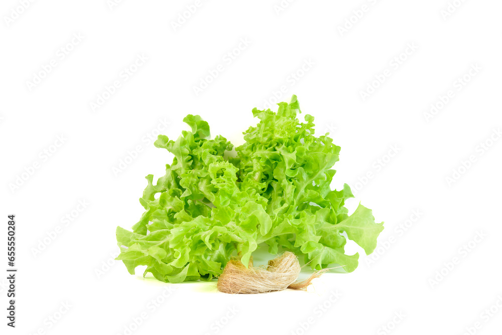 Green oak lettuce hydroponic vegetable isolated on white background, fresh salad vegetable vegan food. Green oak lettuce hydroponic vegetable isolated on white background, fresh salad vegetable vegan food.