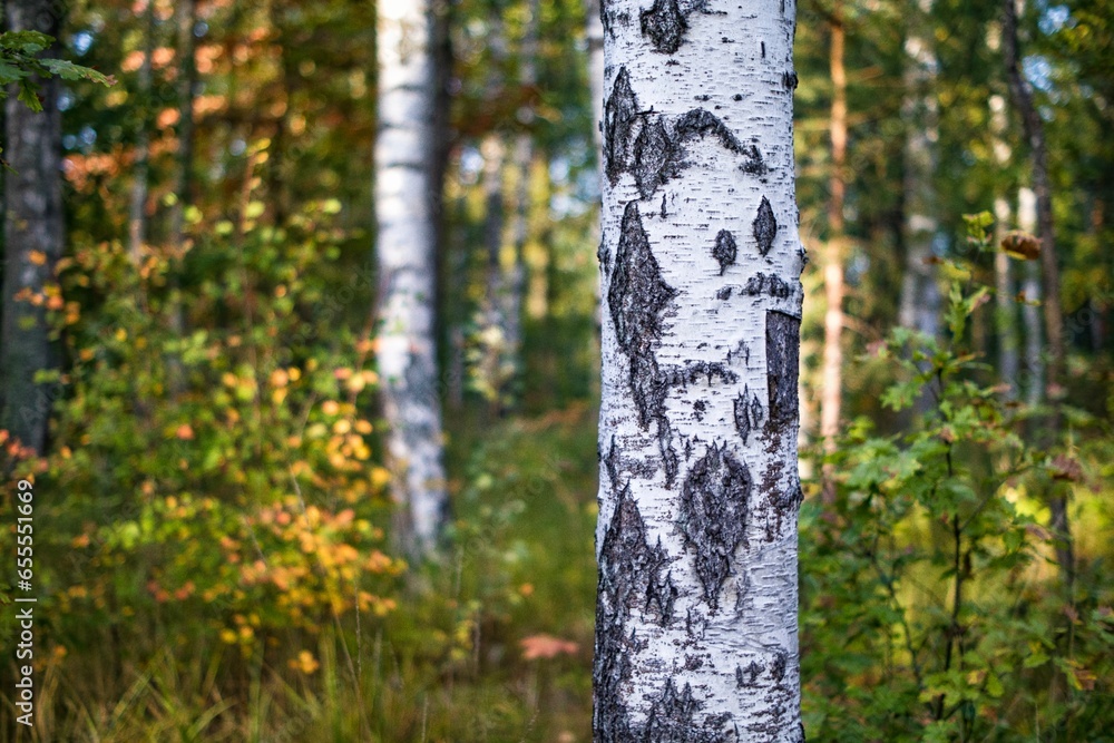 birch in the autumn forest