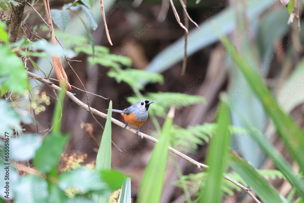 Φωτογραφία The black-faced monarch (Monarcha melanopsis) is a passerine songbird in the family Monarchidae found along the eastern seaboard of Australia, and also New Guinea