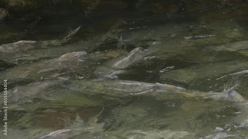 Spawning Chum salmon swimming upstream in a river in the Pacific Coast of Canada. Spawning Chum salmon swimming upstream in a river in the Pacific Coast of Canada.