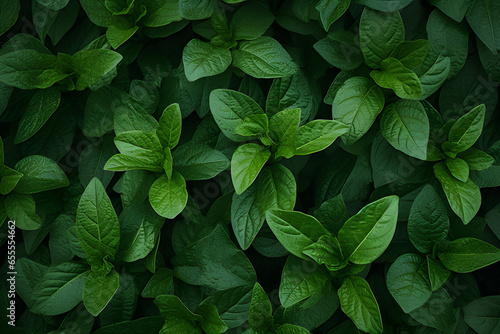 Full Frame of Green Leaves Pattern Background, Nature Lush Foliage Leaf Texture. © DavidGalih | Dikomo.