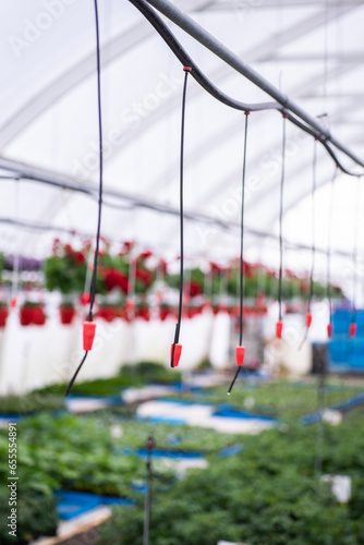 Several plastics drip emitters in a greenhouse. Micro-irrigation system for flowers pots 