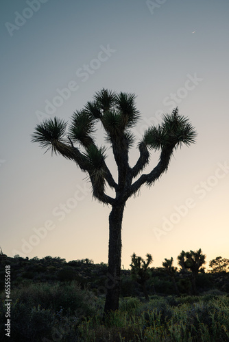 Joshua tree silhouette during sunset in desert landscape