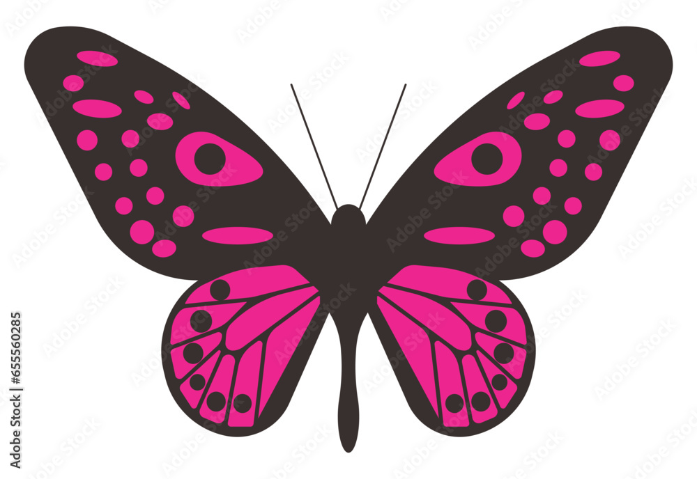 butterfly isolated on white, butterfly vector, butterfly png